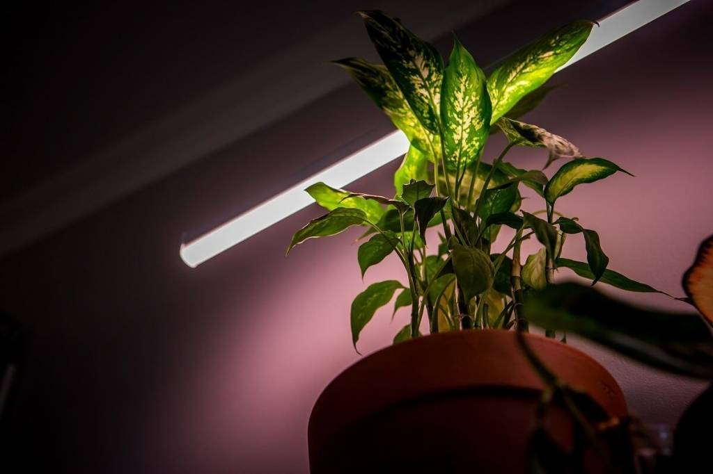 Как подсвечивать рассаду на подоконнике: какую лампу выбрать для досветки в домашних условиях, а также о правильном освещении саженцев на окне зимой