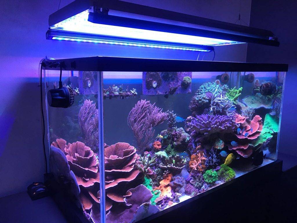 Светодиодное освещение для аквариумных растений: светодиоды и светодиодные массивы