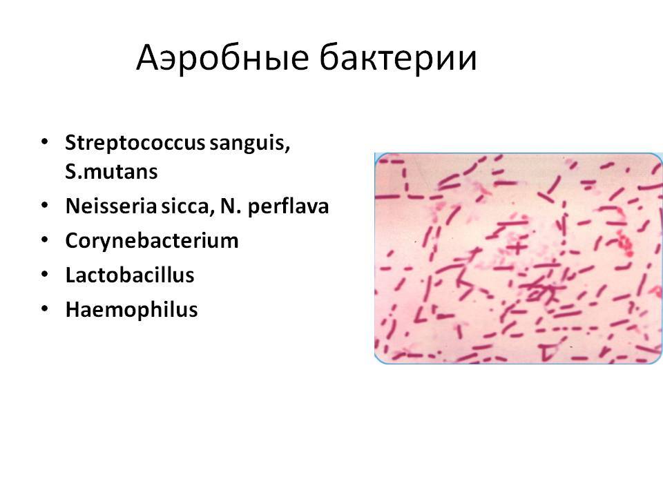 Аэробные бактерии для септика: преимущества перед анаэробными, средства очистки для септиков / септики / канлизация / публикации / санитарно-технические работы