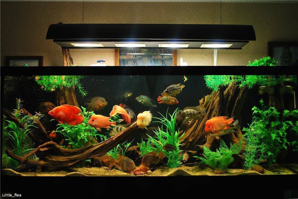 Свет для аквариума: какое освещение должно быть в аквариуме - zverki.click - домашние животные