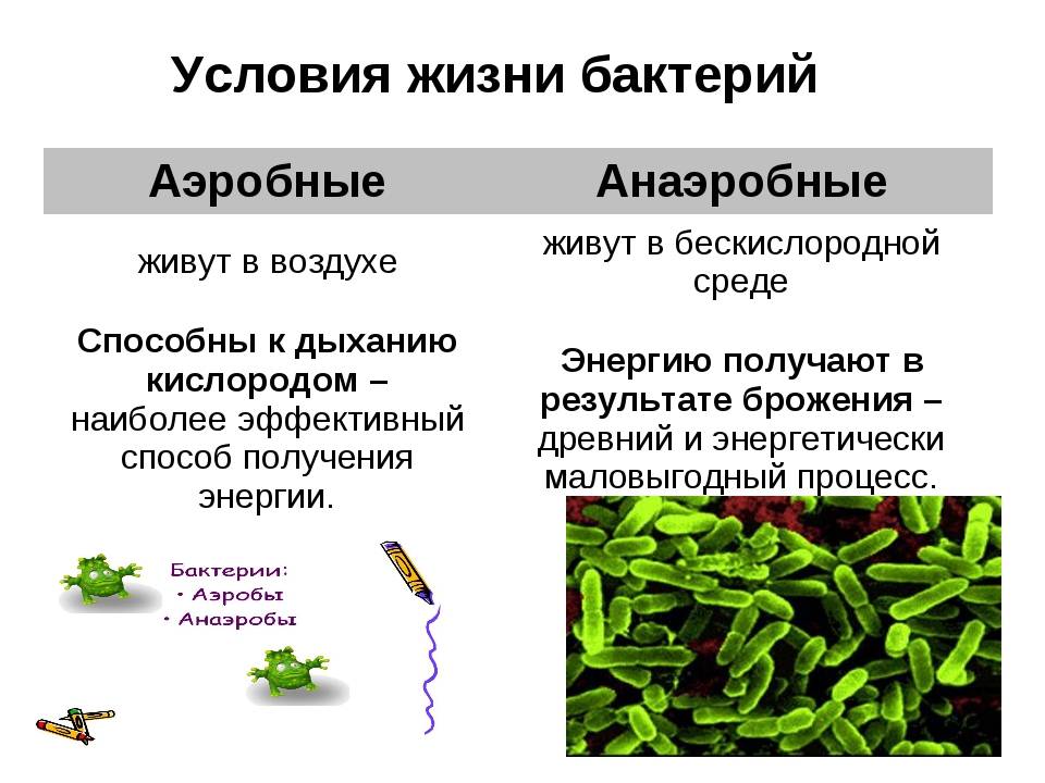 Анаэробные и аэробные бактерии для септиков: разбираемся в правилах переработки стоков