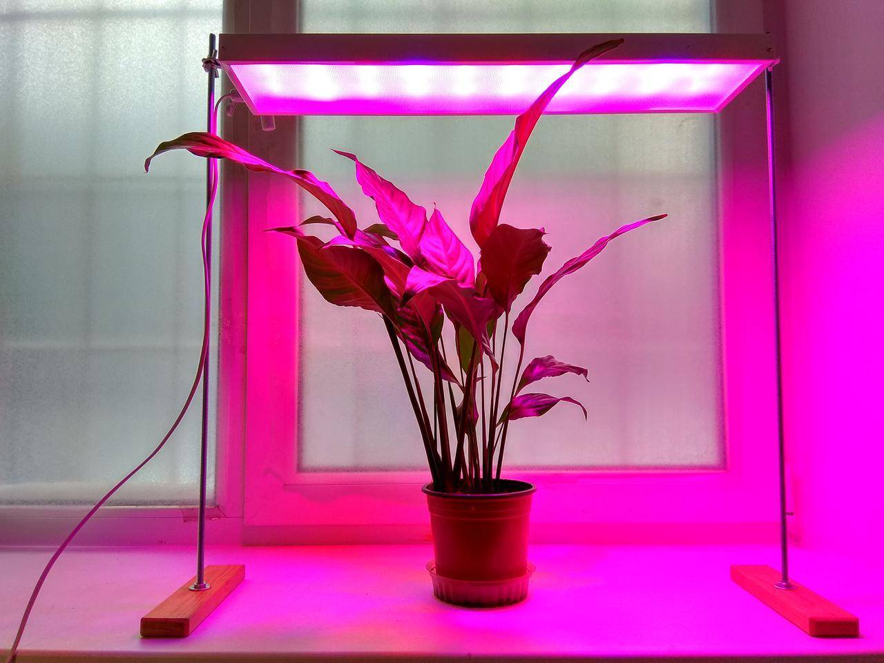 Каким должно быть освещение для растений в теплице