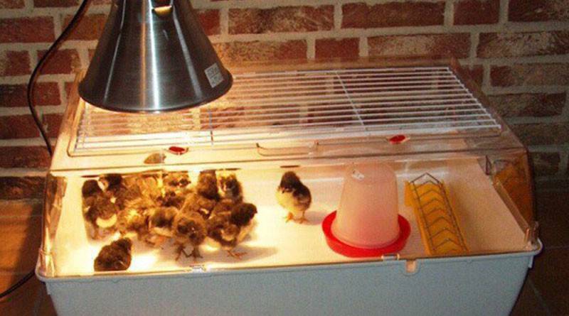 Брудер для цыплят своими руками, таблица температуры для бройлеров, до какого возраста держат