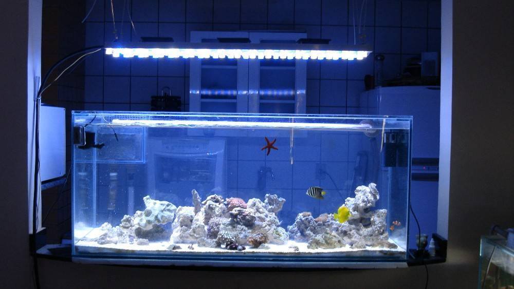 Светильник для аквариума: как правильно выбрать и где расположить