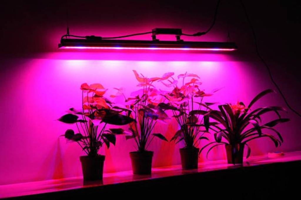 Вредна ли подсветка для растений для человека • виды фитоламп | ✨мир света