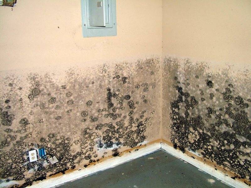 Чем опасна чёрная плесень в квартире или доме, и как от неё избавиться