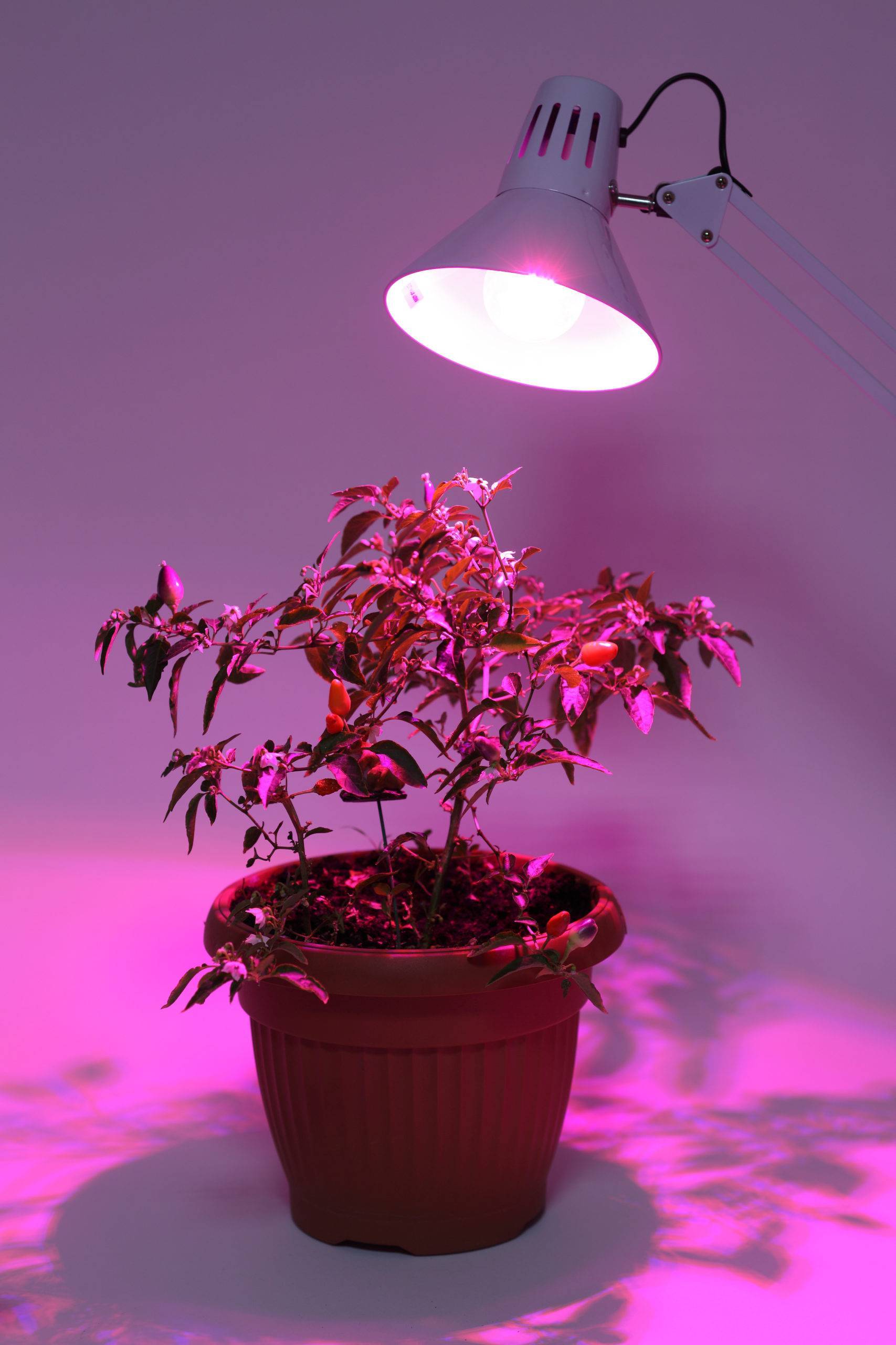 Правильная фитолампа — выбираем осветительный прибор для досветки растений. технические характеристики. фото — ботаничка.ru