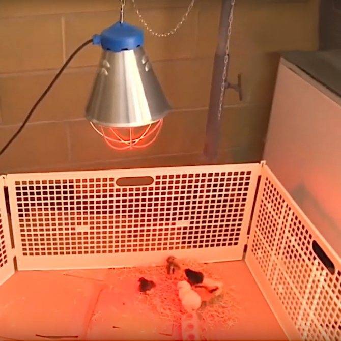 Инфракрасная лампа для обогрева цыплят - агро эксперт