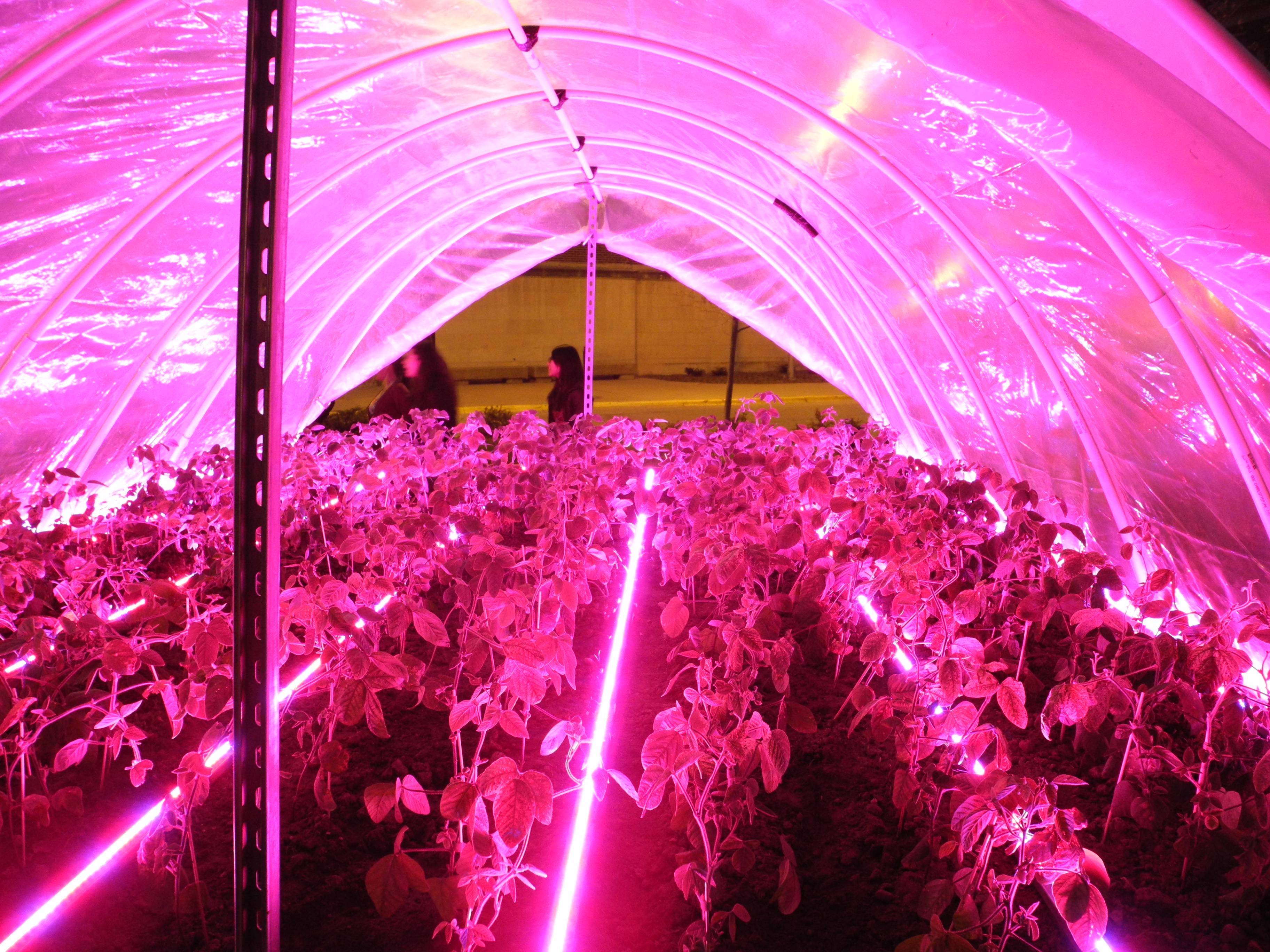 Фитолампы для теплиц: какие выбрать лампы для растений в теплицу и сделать свет 12 вольт, освещение зимних теплиц для выращивания растений - отзывы видео, рассчитать мощность