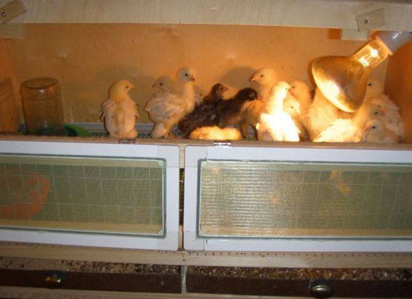Брудер для бройлеров — содержание цыплят, какая температура должна быть