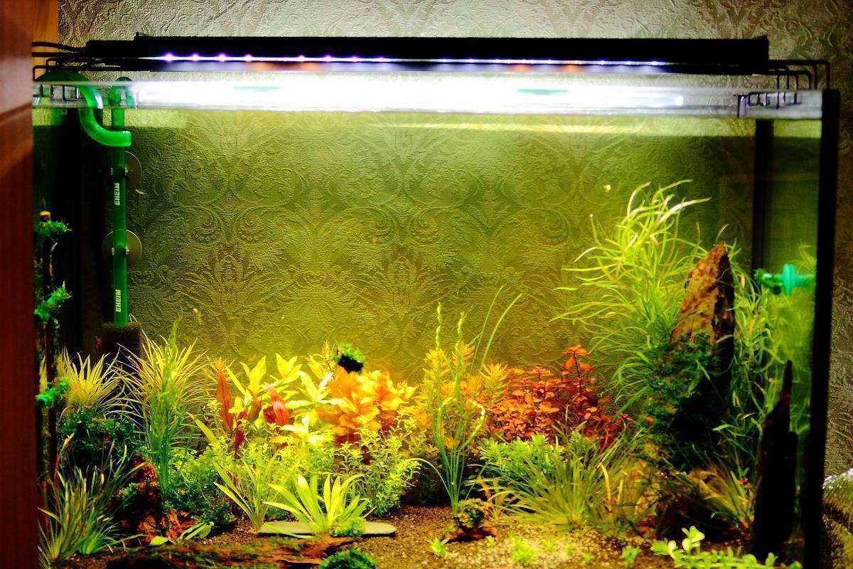 Какое должно быть освещение в аквариуме: расчет, обустройство