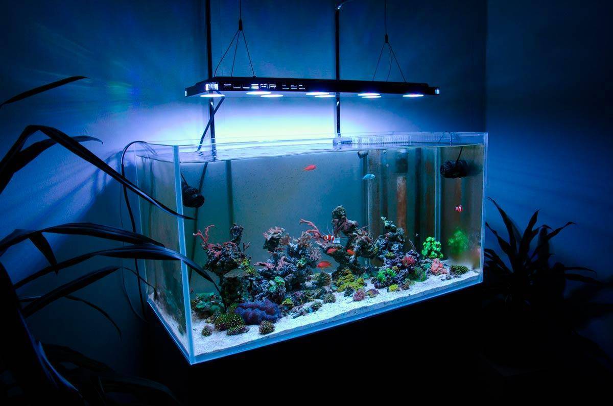 Освещение для аквариума с растениями и рыбками, сколько должен гореть свет, какой лучше