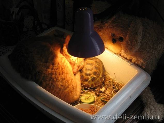 Сколько держать цыплят под лампой. Инфракрасная лампа для черепахи красноухой. УФ лампа для красноухой черепахи. Ультрафиолетовая лампа для черепах красноухих. УФ лампа для черепах красноухих.