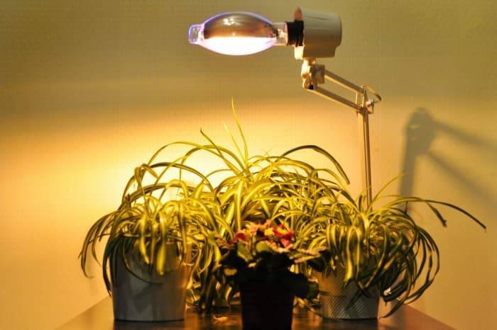 Как самому сделать отличную подсветку для орхидей