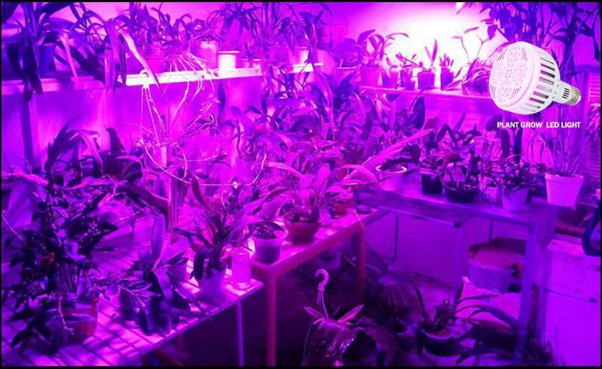 Ультрафиолетовая лампа для растений выбираем уф-лампу для выращивания комнатных цветов. фитолампа домашнего использования