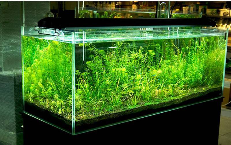 Освещение для аквариума, светодиодное и энергосберегающее, какой лучше свет для растений и рыб, нужен ли он вообще и сколько нужно, а также расчет своими руками
