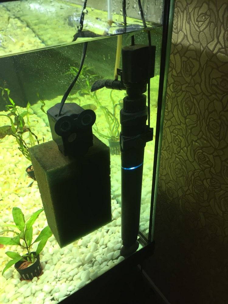 Ультрафиолетовая лампа для черепах: какие приборы подходят для сухопутных и водных рептилий, чем их заменить