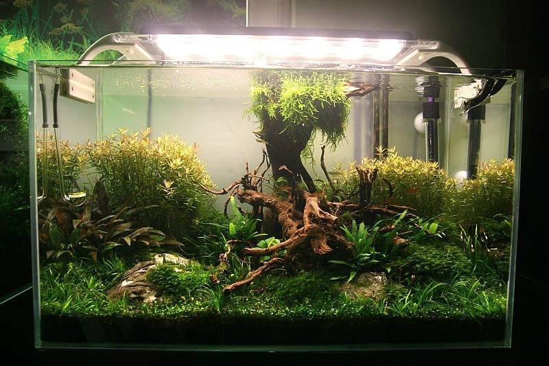 Освещение аквариума люминесцентными лампами и другими источниками света | аквариумные рыбки