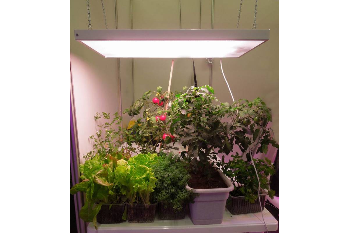 Все о фитолампах - светодиодные лампы для растений