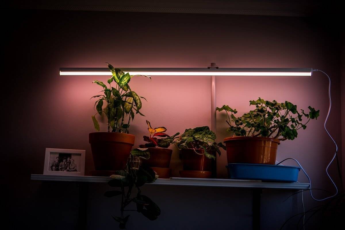 Особенности люминесцентных ламп для растений