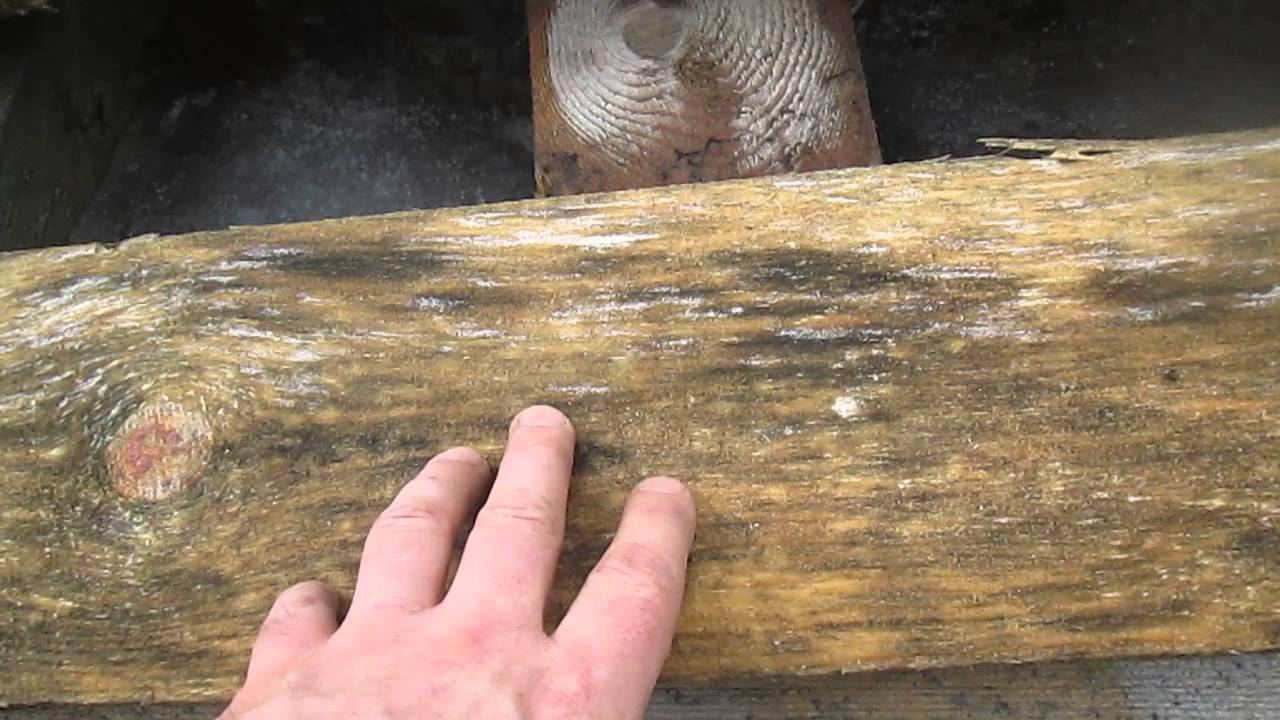 Обработка древесины от грибка и плесени народными и профессиональными средствами