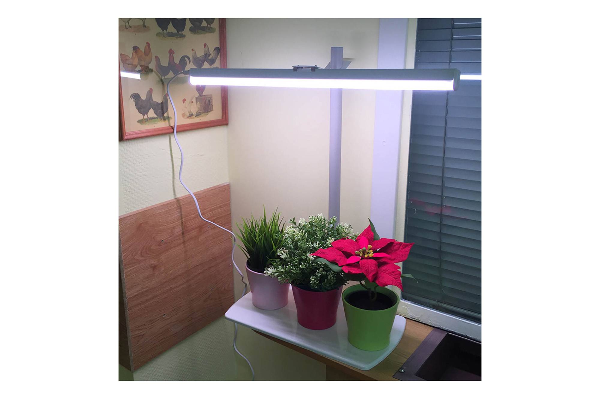Освещение для орхидей в домашних условиях: лампы, спектр