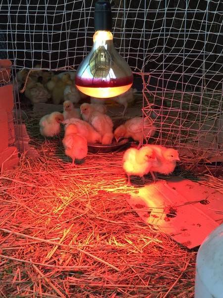 Инфракрасная лампа для цыплят: как пользоваться, какую выбрать