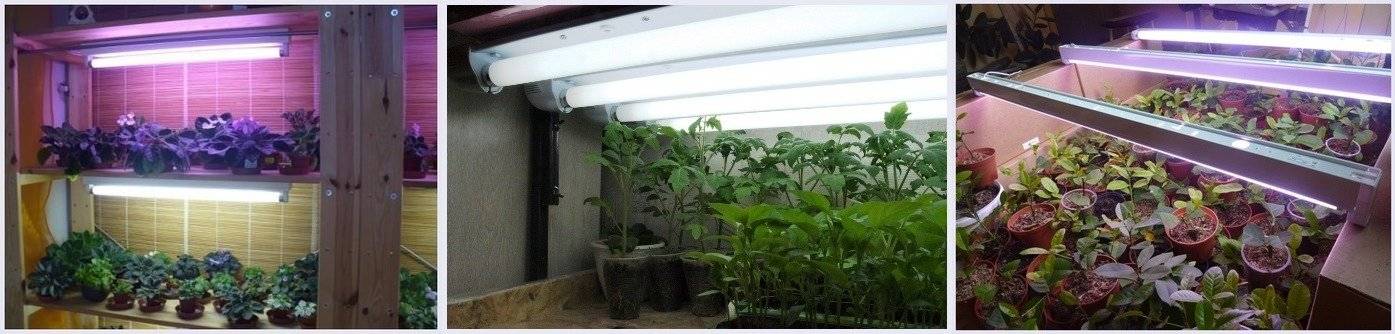 Лампы для растений- правила выбора, инструкции по установке