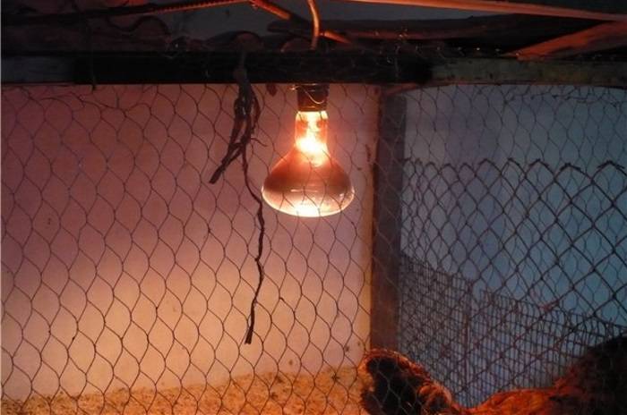 Как установить инфракрасную лампу в курятнике