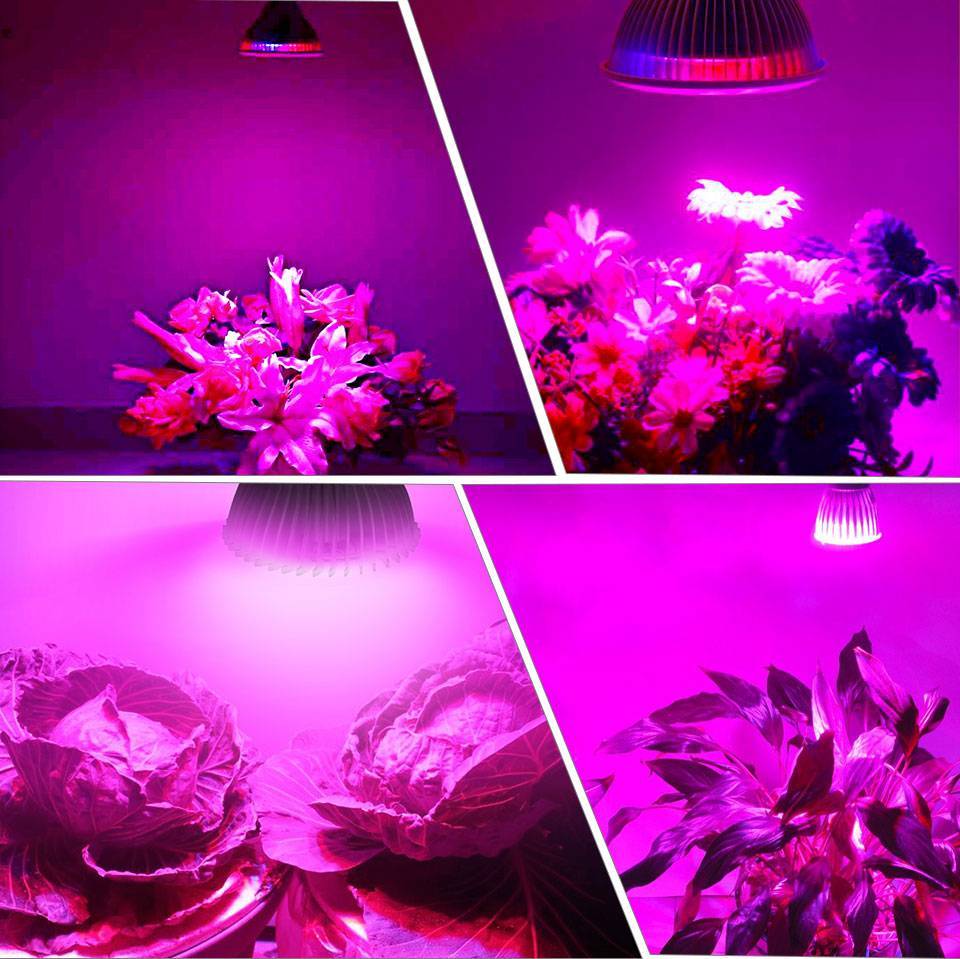 Фитолампа для растений светодиодная: правильное расположение и использование + видео как сделать своими руками