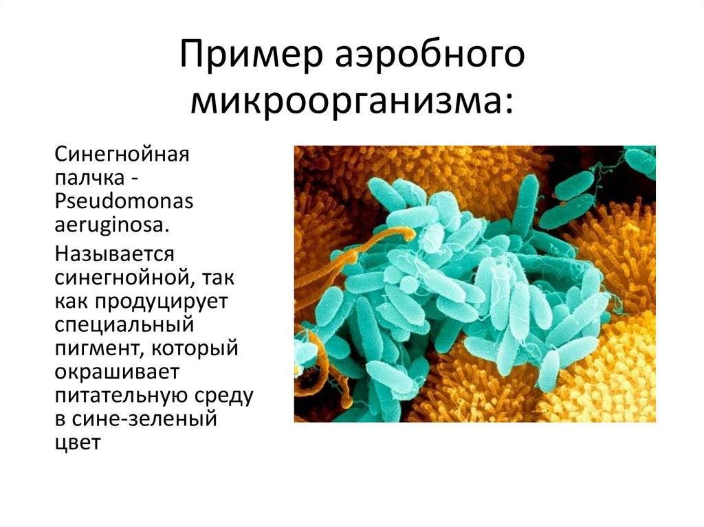 Аэробные бактерии для септика, виды и способы применения